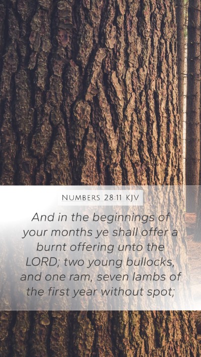 Numbers 28:11 Explained