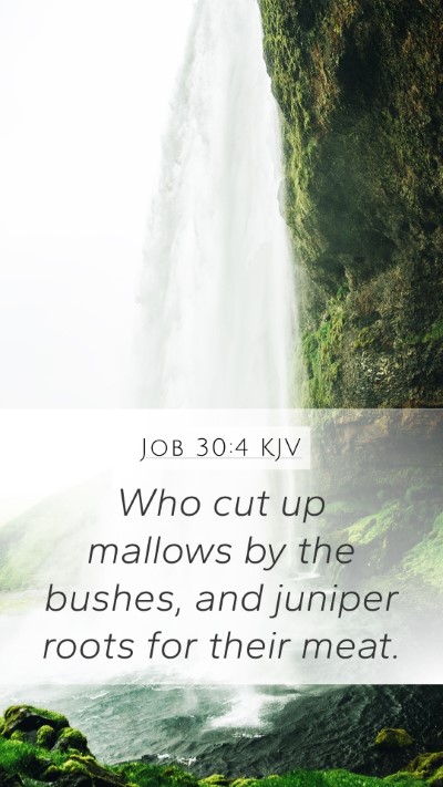 Job 30:4 Explained